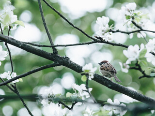 乒乓球的规则是什么？